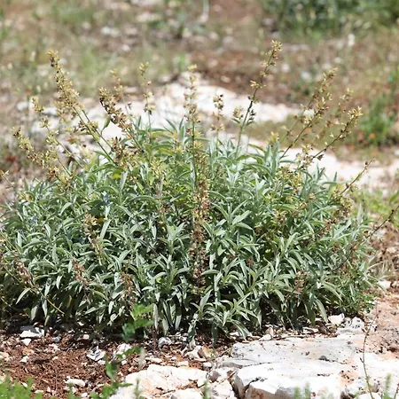 Hotel Sans Souci Zirje