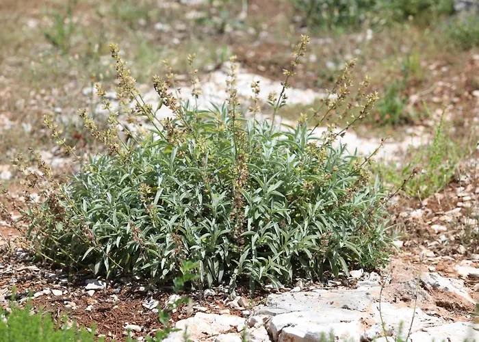 מלון Sans Souci Žirje